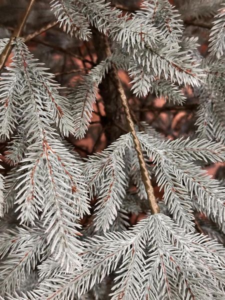 Ялинка "Альпійська" Блакитна Y5 Blakytna 1.5 m фото